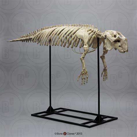 Prehistoric dugong skeleton found with bite marks from ancient .
